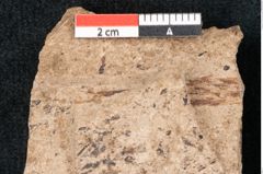 Foto (Detailansicht) von Araucaria sternbergii Goeppert (NHMW-GEO-2024-0188-8302)